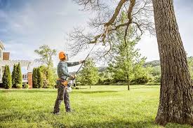 Best Tree Disease Treatment  in Deerfield, WI