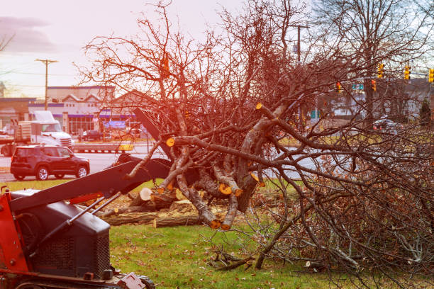 Best Hedge Trimming  in Deerfield, WI