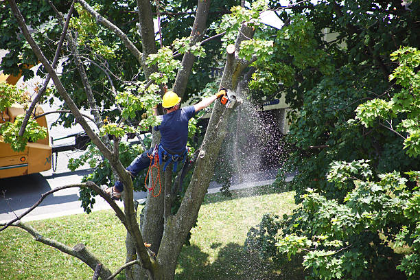 Best Storm Damage Tree Cleanup  in Deerfield, WI