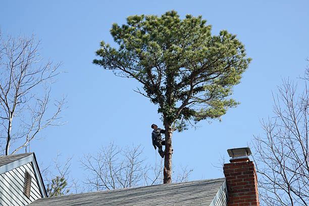 How Our Tree Care Process Works  in  Deerfield, WI